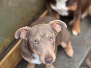 Jack Russel Terriër honden Jack russel mannetjes - Advertentie 2