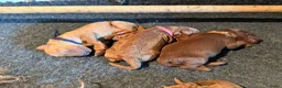 Australian Labradoodle honden te koop: Prachtig nest labradoodles (medium) - Advertentie 24