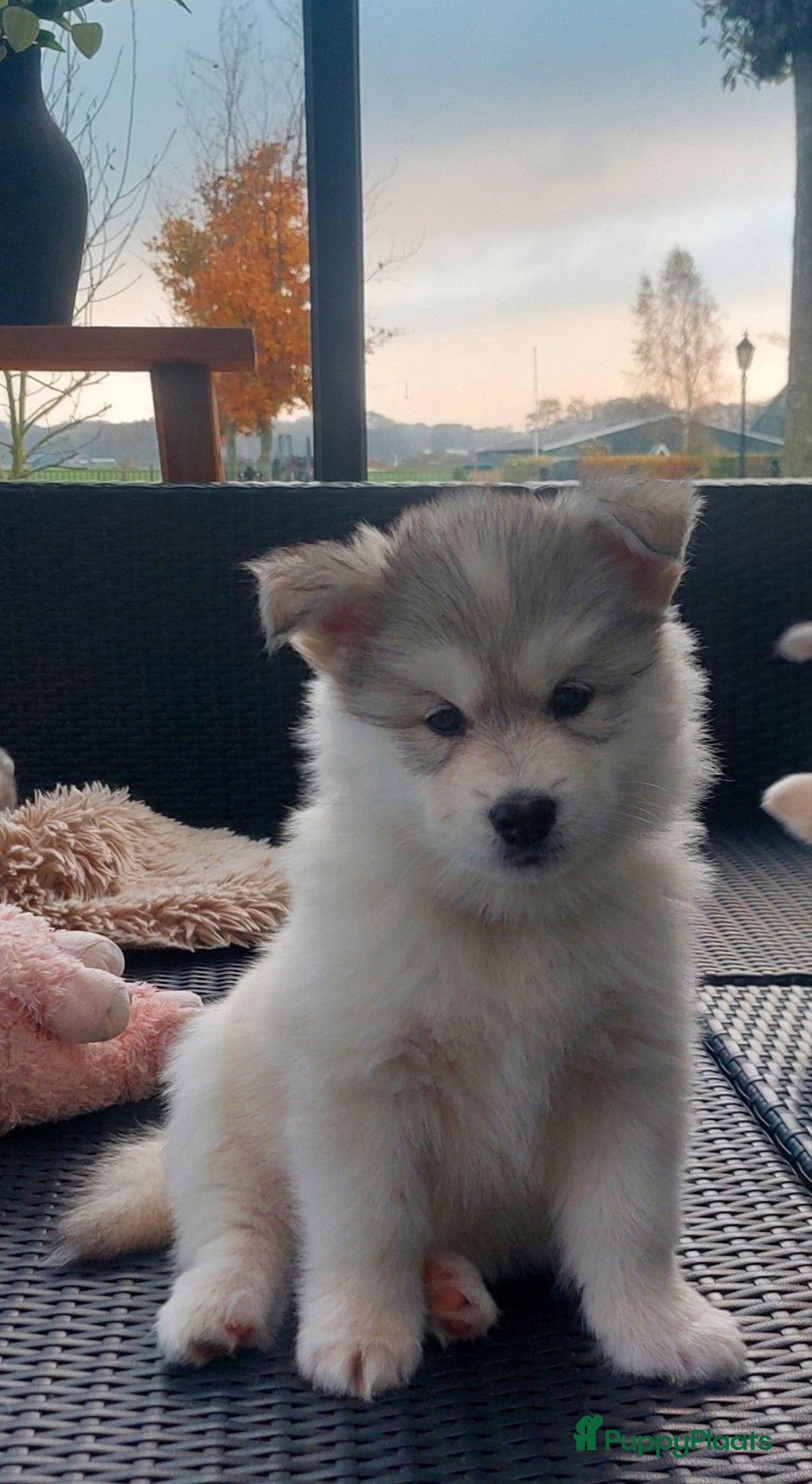 Pomsky honden te koop: Prachtige pomsky pups! - Advertentie 3