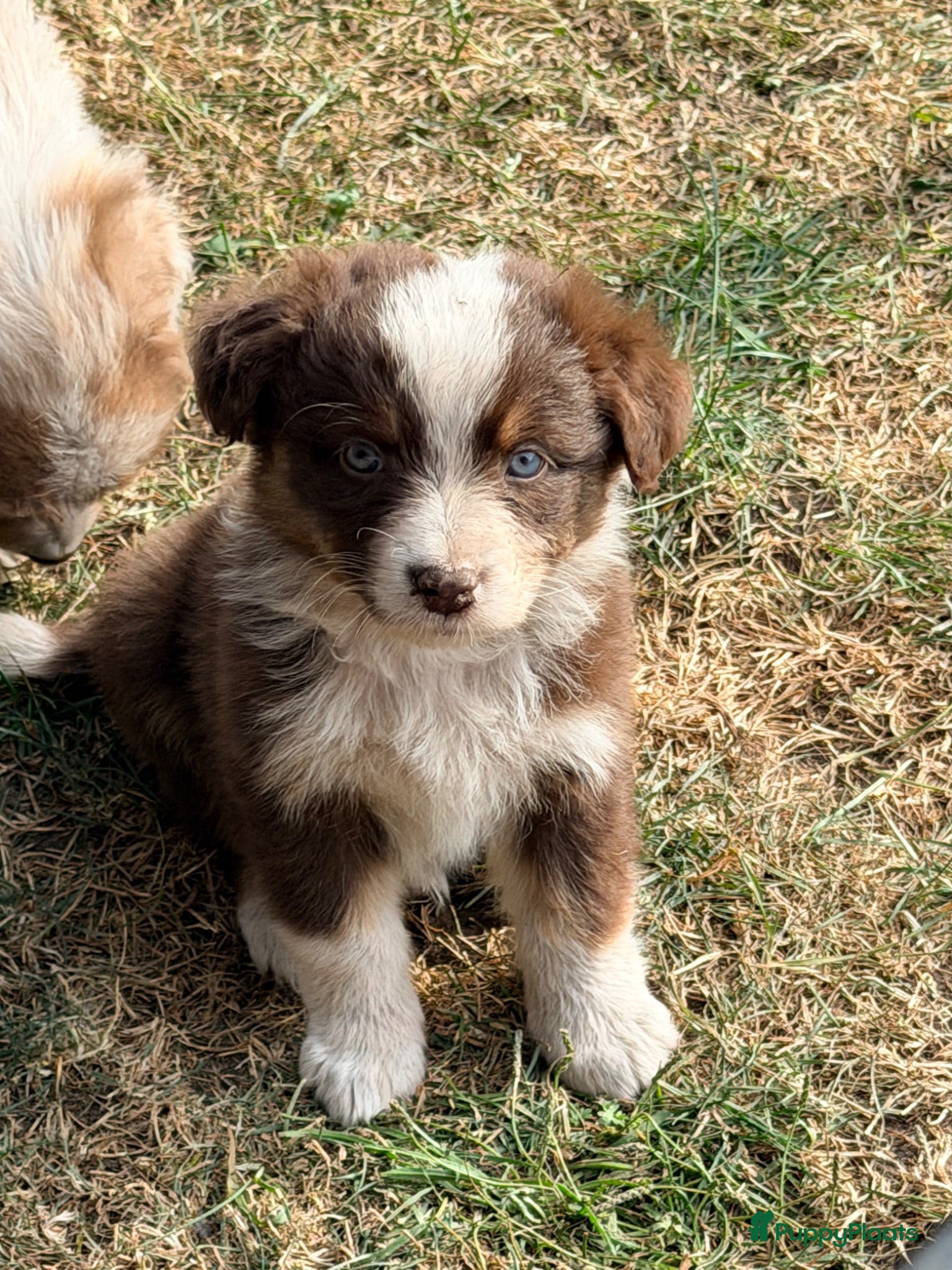 Australian Shepherd honden Mooie Australian Shepherd pups - Advertentie 5