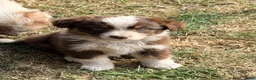 Australian Shepherd honden te koop: Mooie Australian Shepherd pups - Advertentie 1