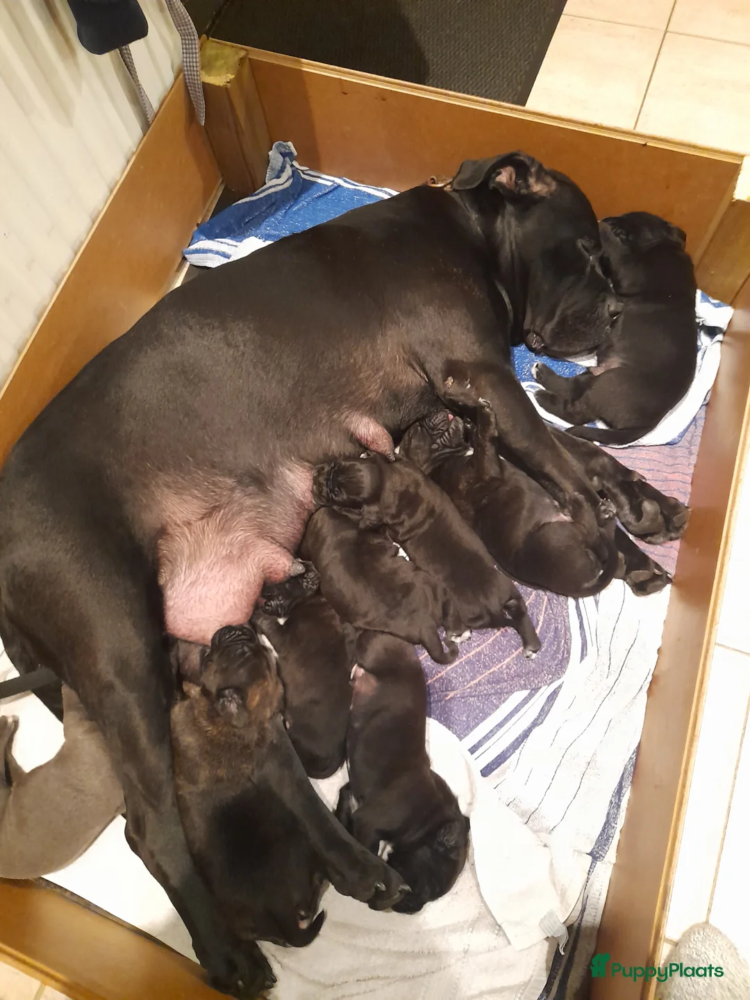 Cane Corso honden te koop: Ras echte cane Corso puppy's  - Advertentie 1