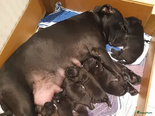 Cane Corso honden Ras echte cane Corso puppy's - Advertentie 2