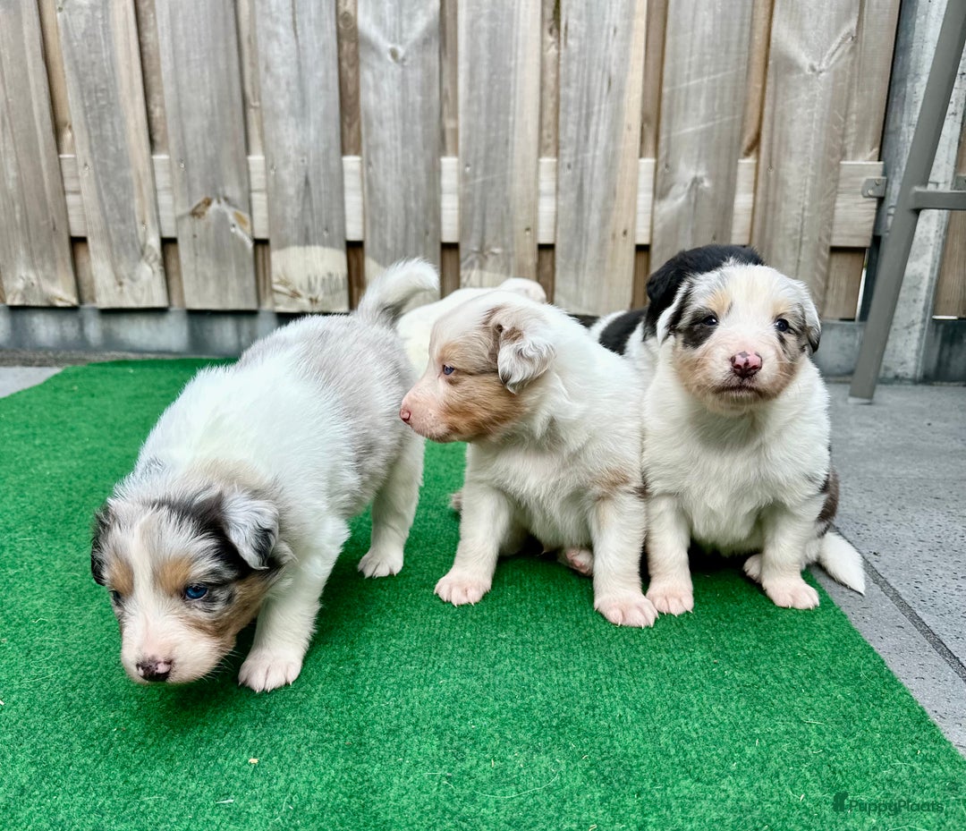 Australian Shepherd honden te koop: Mooie Australian shepherd pups in Bunschoten-Spakenburg - Afbeelding 22
