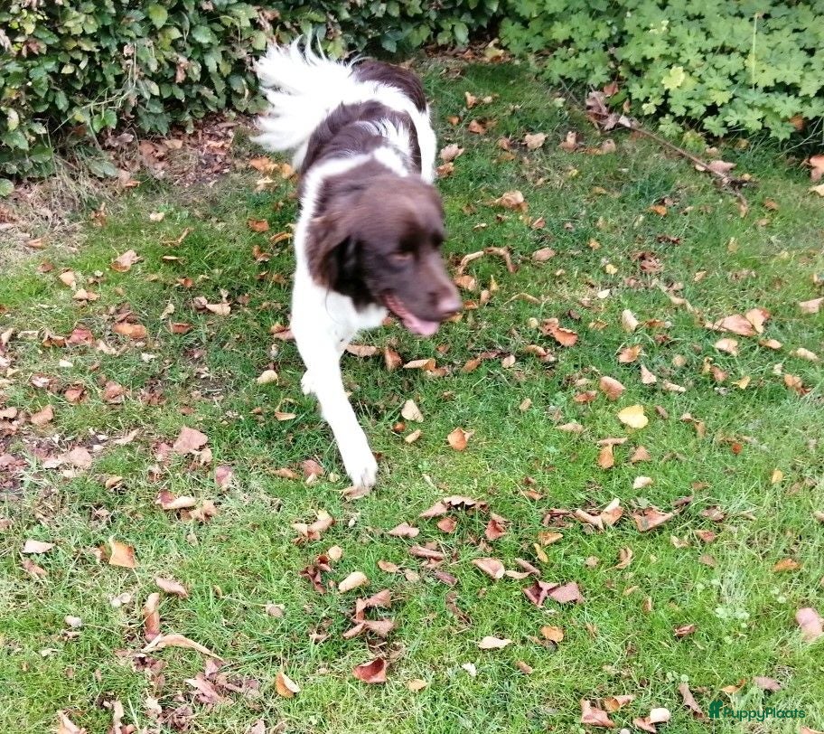 Friese Stabij honden mooie Friese stabijpups - Advertentie 2