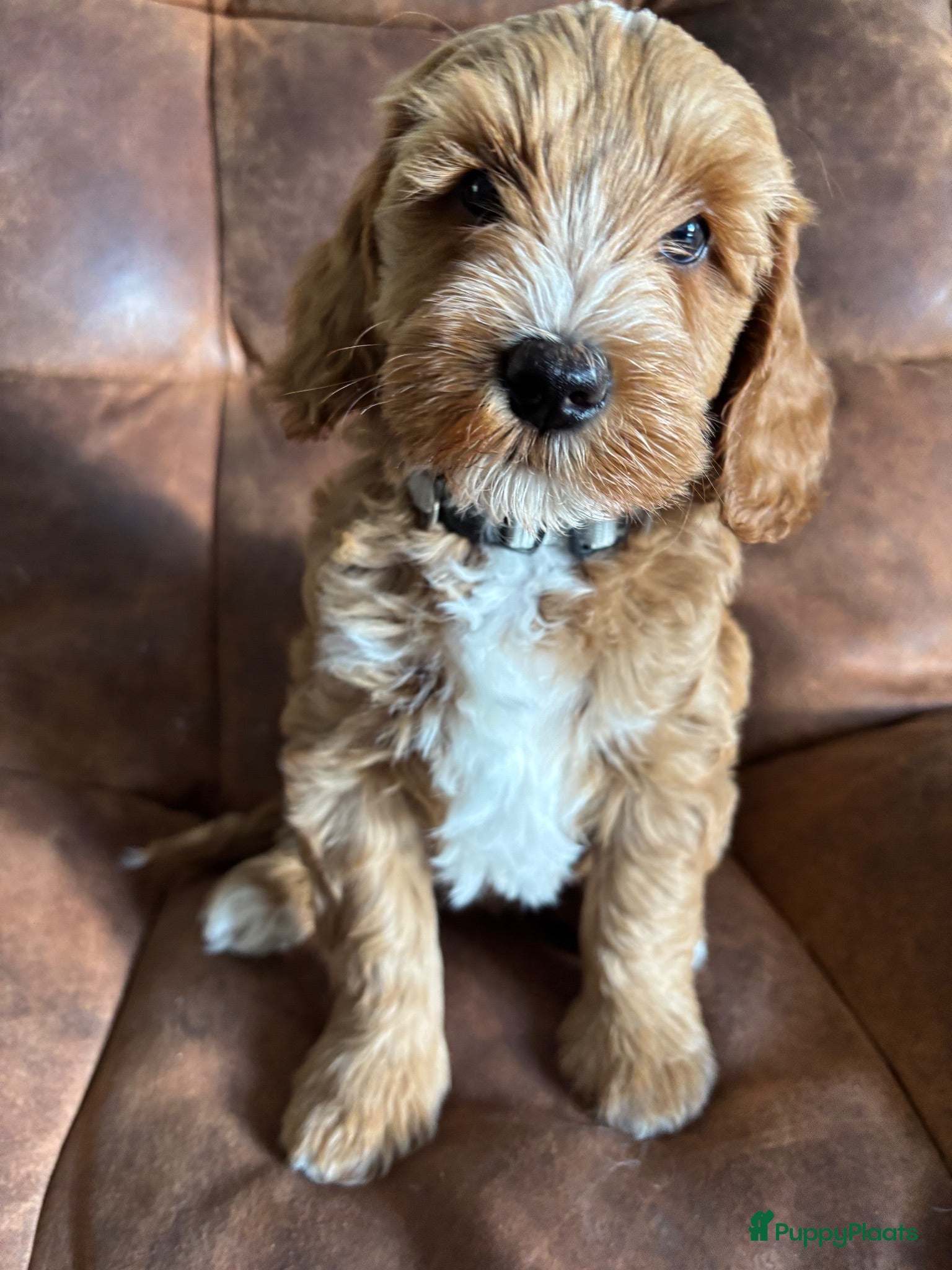 Labradoodle honden Labradoodle pups reutjes (mini) - Advertentie 9