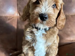 Labradoodle honden Labradoodle pups reutjes (mini) - Advertentie 9