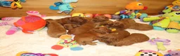Australian Labradoodle honden te koop: 1 teefje en 3 reutjes Australian labradoodle pups - Advertentie 32