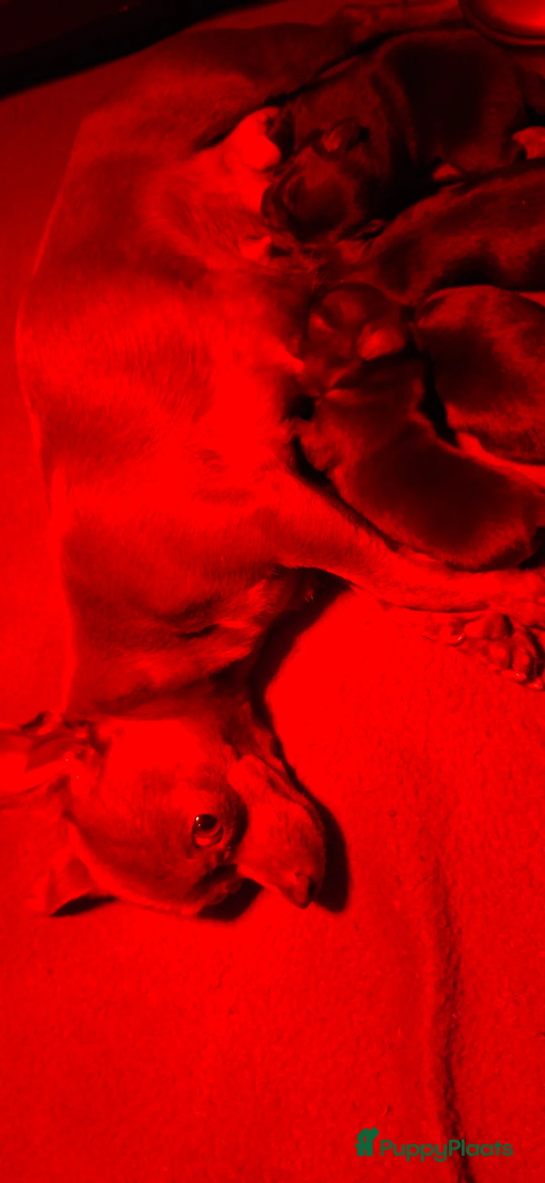 Chihuahua honden te koop: Chihuahua pups - Advertentie 6