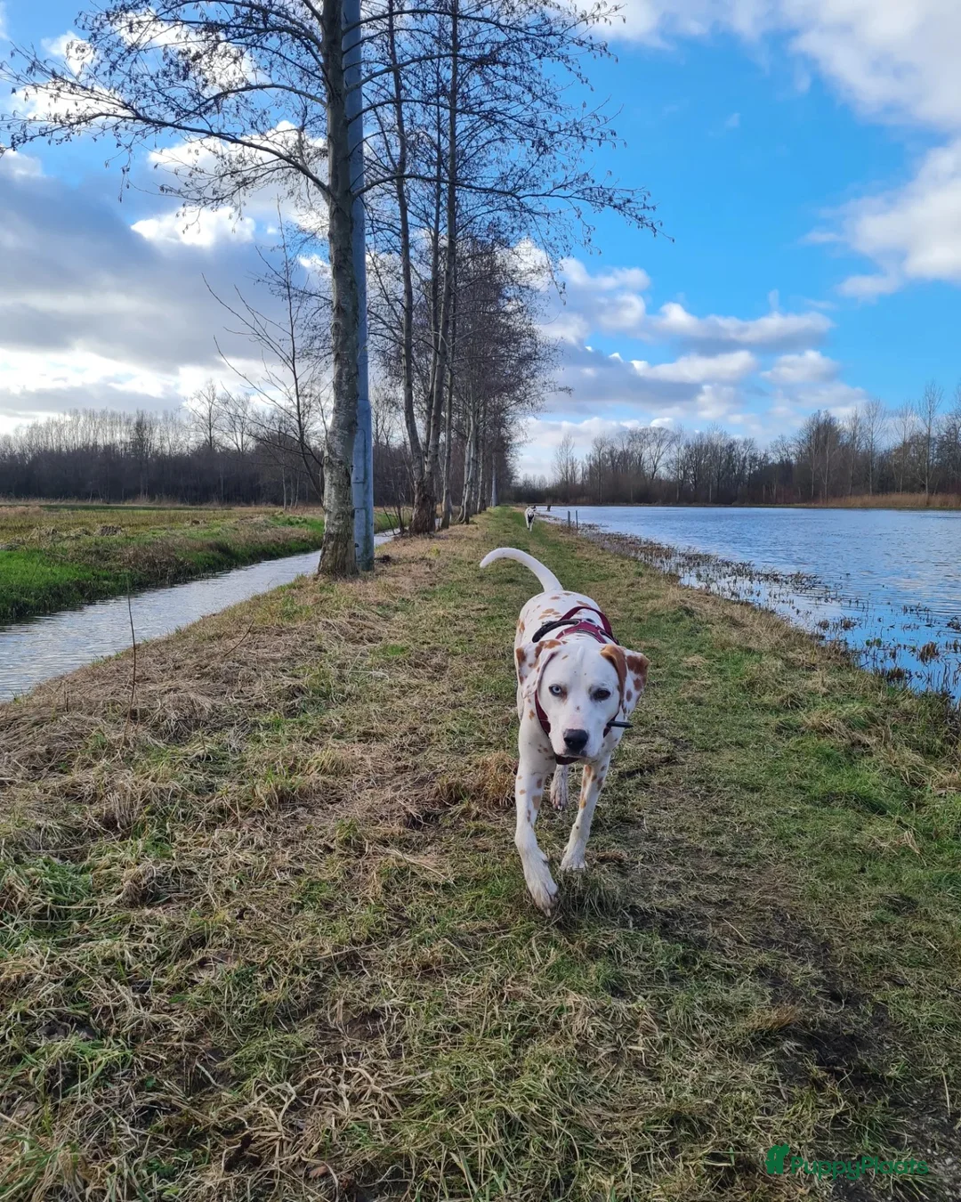Kruising honden te koop: Aankondiging nestje Dalmador - Advertentie 2