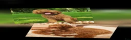 Labradoodle honden te koop: Super fijne multigen half Australian doodles🥰 - Advertentie 20