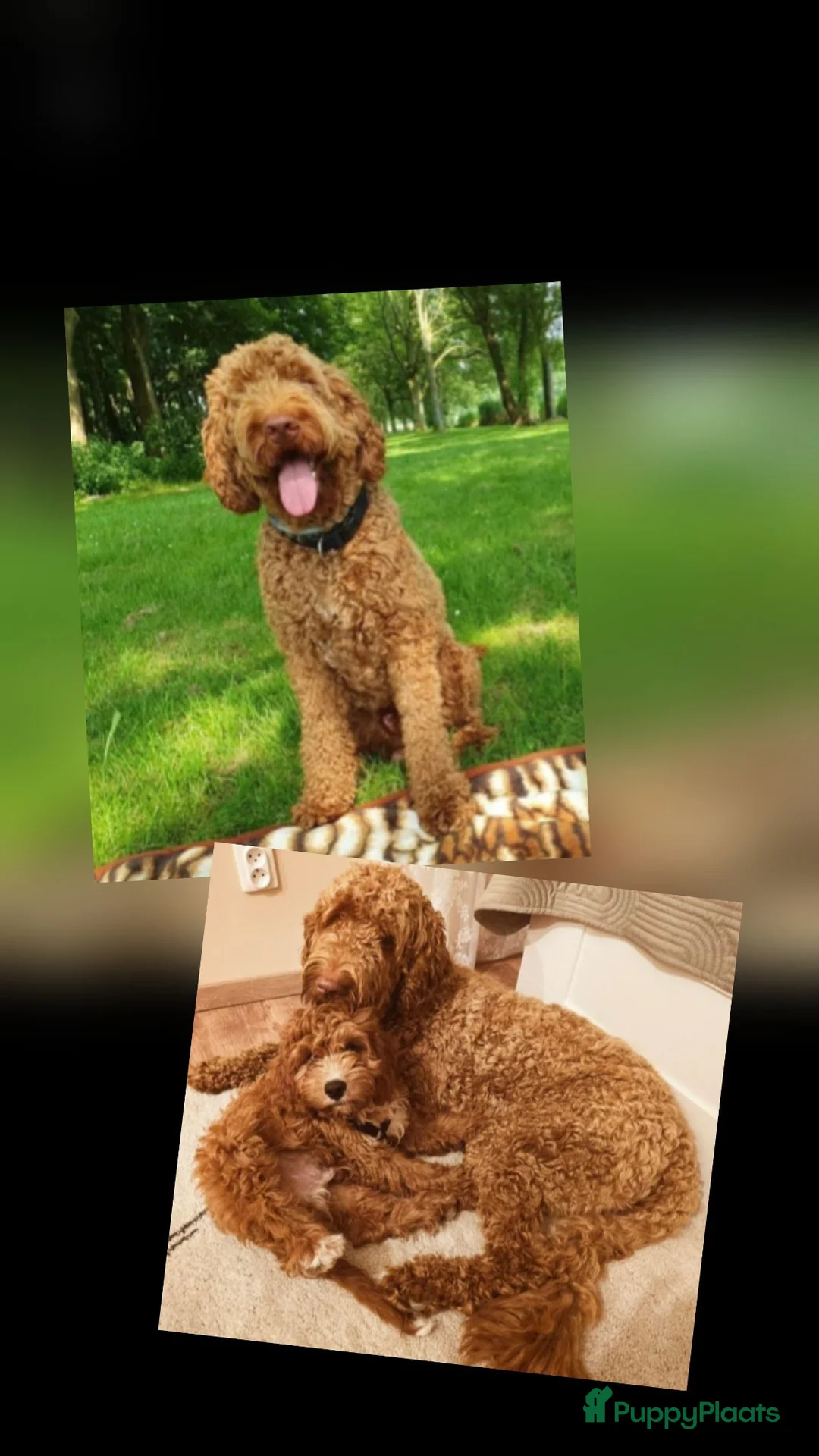 Labradoodle honden te koop: Super fijne multigen half Australian doodles🥰 - Advertentie 20