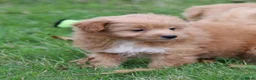 Kruising honden te koop: kruising dwergkees - Advertentie 9