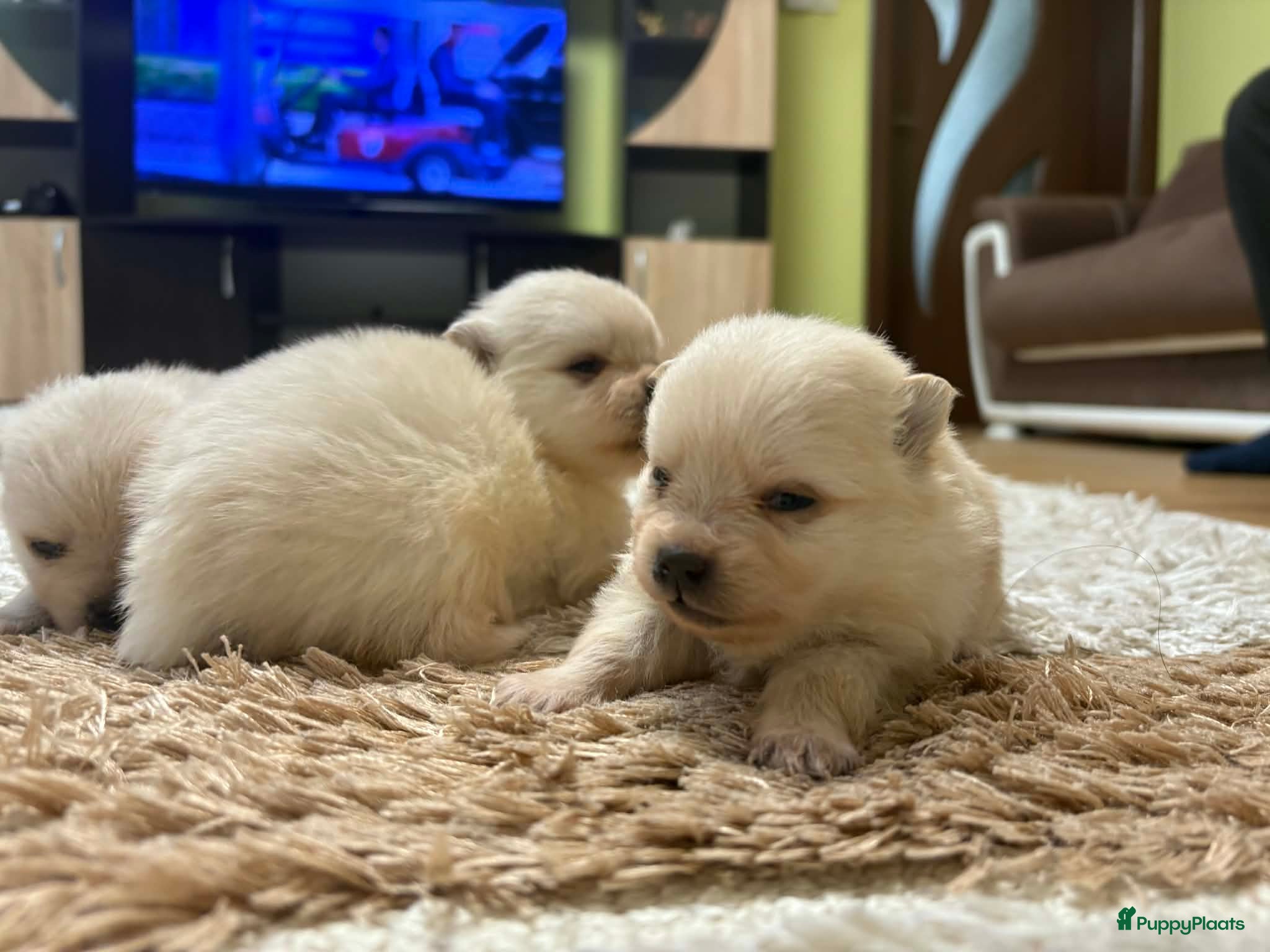 Pomeriaan honden Pomeriaan puppy’s  - Advertentie 15