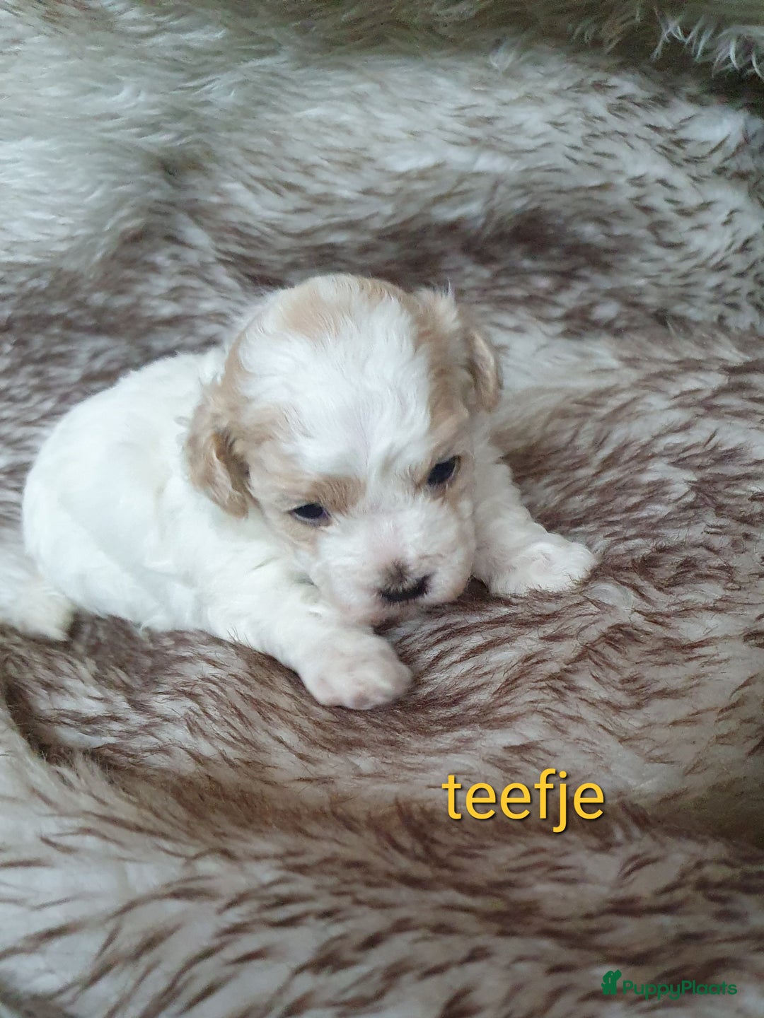 Maltipoo honden te koop: Maltipoo - Advertentie 2
