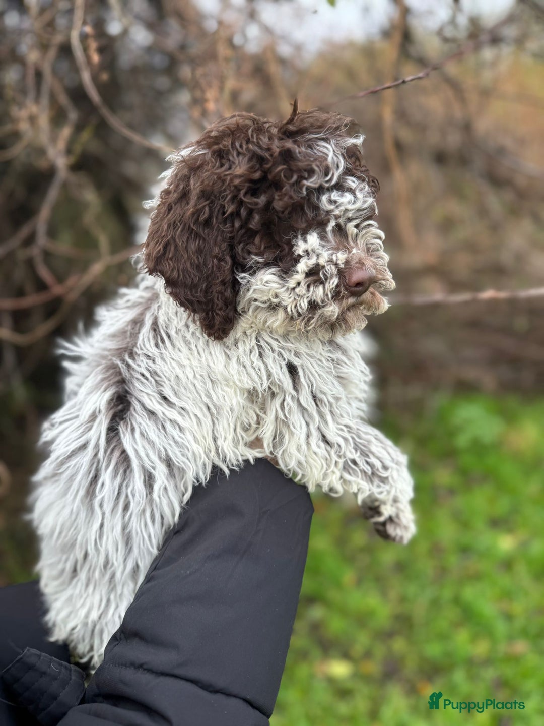 Lagotto Romagnolo honden te koop: Lagotto Romagnolo pups - Advertentie 9