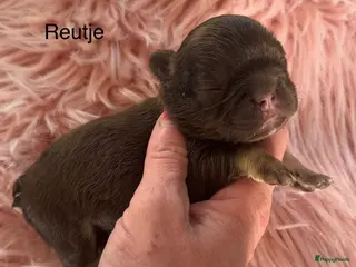 Franse Bulldog honden te koop: Prachtig nestje Franse bulldog pups - Advertentie 2
