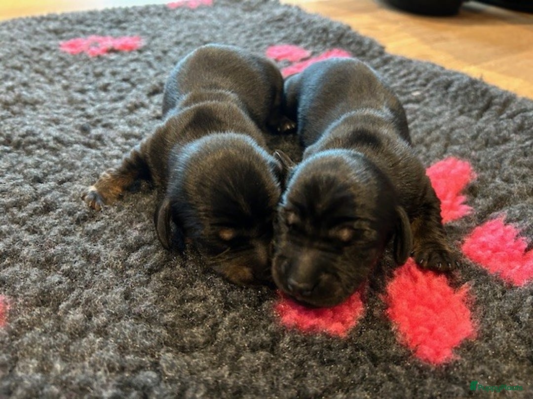 Teckel (korthaar)  honden te koop: Dwerg Teckel pups 2-1 geboren NOG 2 BESCHRIKBAAR - Advertentie 3