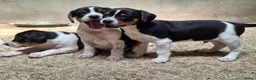 Fox Terriër Gladhaar honden te koop: boerenfox pups - Advertentie 2