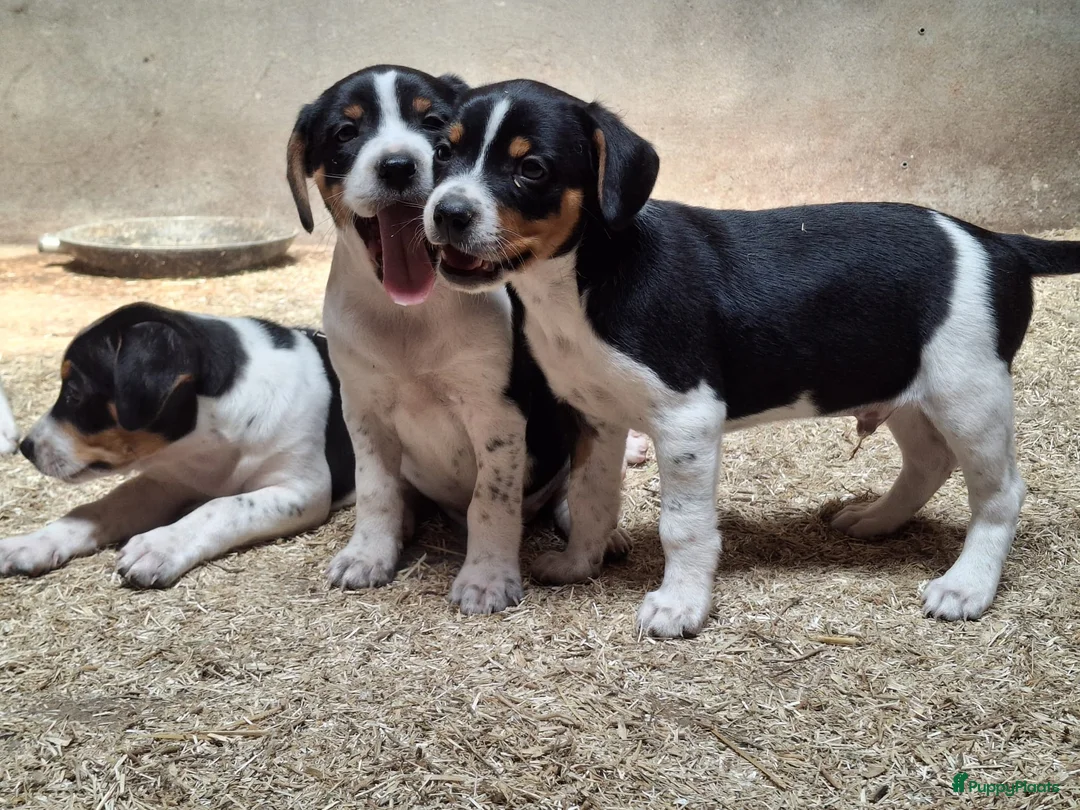 Fox Terriër Gladhaar honden te koop: boerenfox pups - Advertentie 2