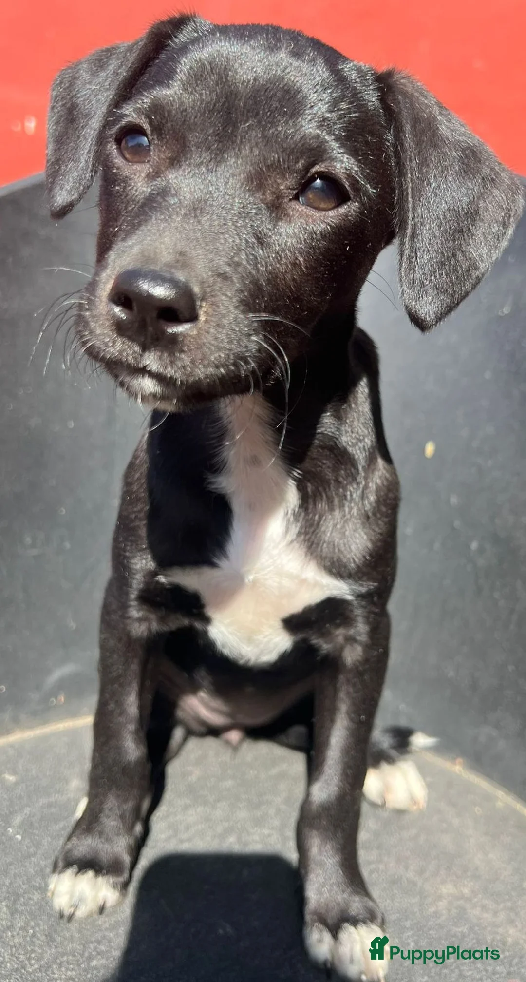 Kruising honden ter adoptie: kleine mia wie zoekt nog een heel leuk hondje  - Advertentie 6
