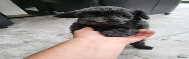 Poedel Toy 2