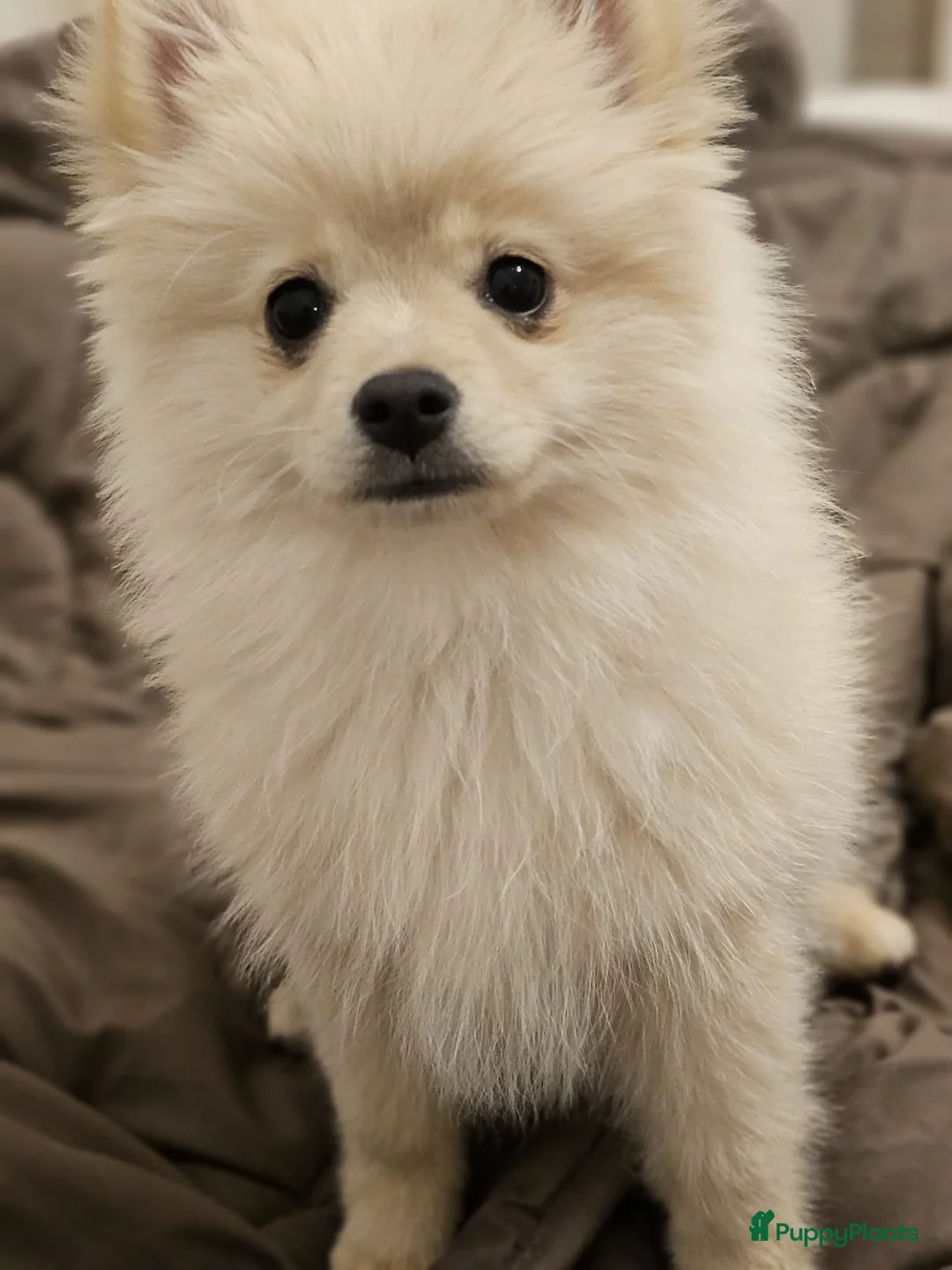 Pomeriaan honden te koop: Pomeriaan pup teefje Creme Sable  - Advertentie 17