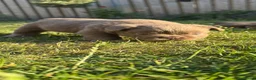 Franse Bulldog honden te koop: Fluffy Franse bulldog fluffy frenchie - Advertentie 7