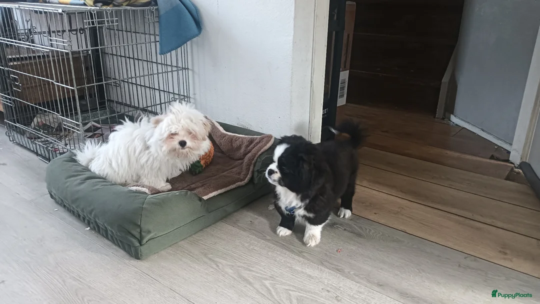 Kruising honden te koop: Leuke kleine pup - Advertentie 4