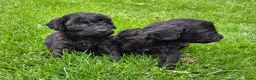 Labradoodle honden te koop: Mini labradoodle pups br/zw gemêleerd en 1 blond  - Advertentie 3
