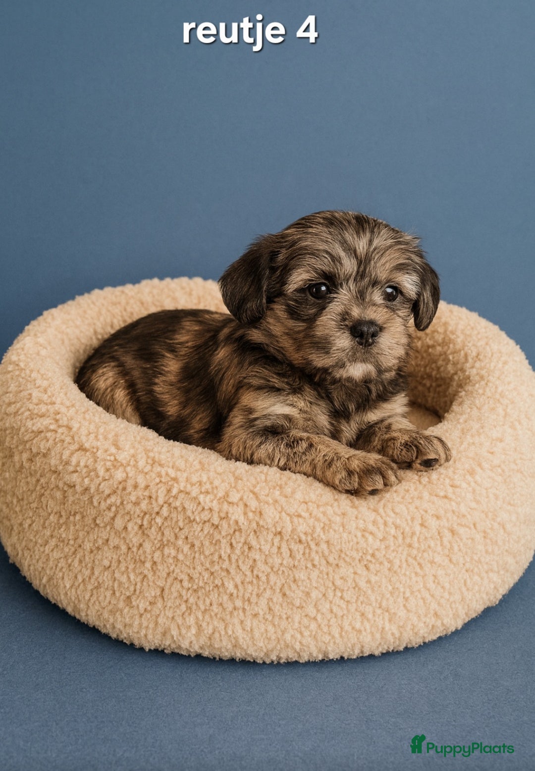 Kruising honden te koop: Mooie gezonde boomer pups.Maltezer maal Shih tzu  - Advertentie 8