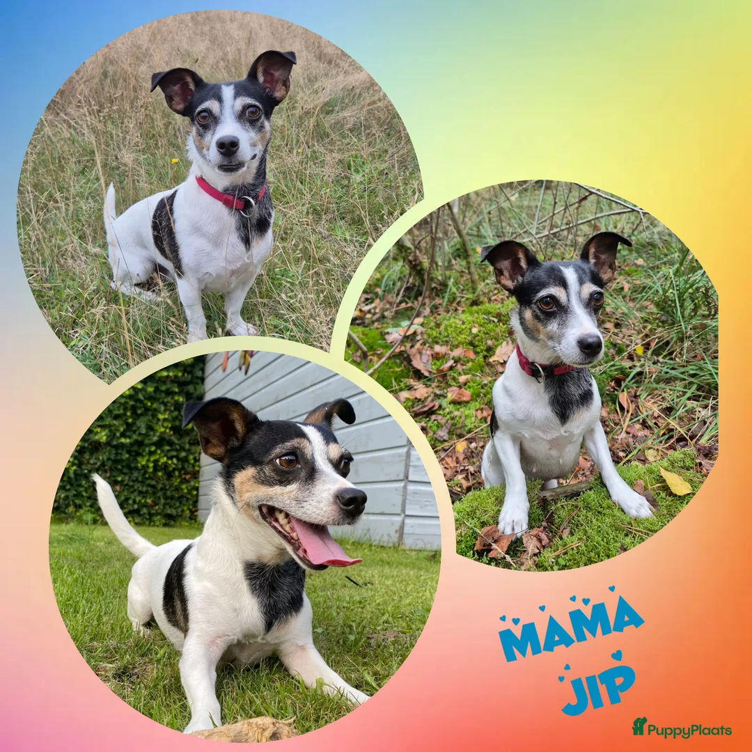 Jack Russel Terriër honden te koop: Jack russel pups - Advertentie 2