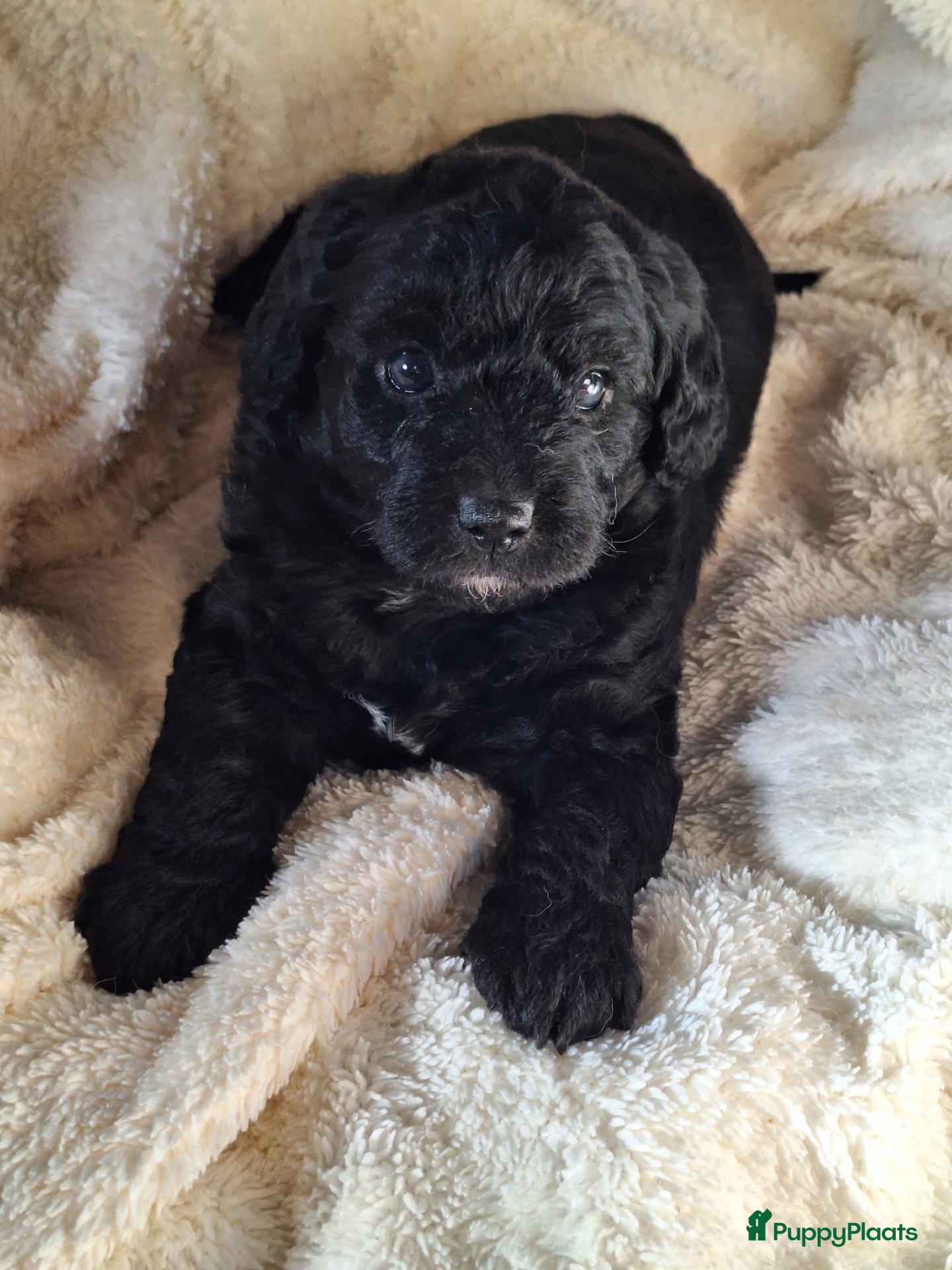 Labradoodle honden te koop: Lieve Labradoodle puppy mediumxmini bruin en zwart - Advertentie 1