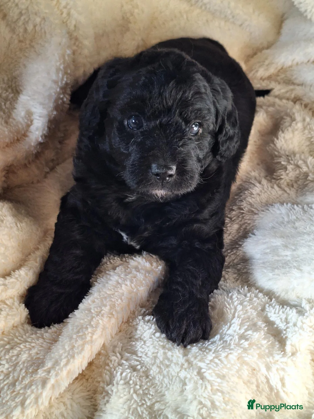Labradoodle honden te koop: Lieve Labradoodle puppy mediumxmini bruin en zwart in Langbroek - Advertentie 1