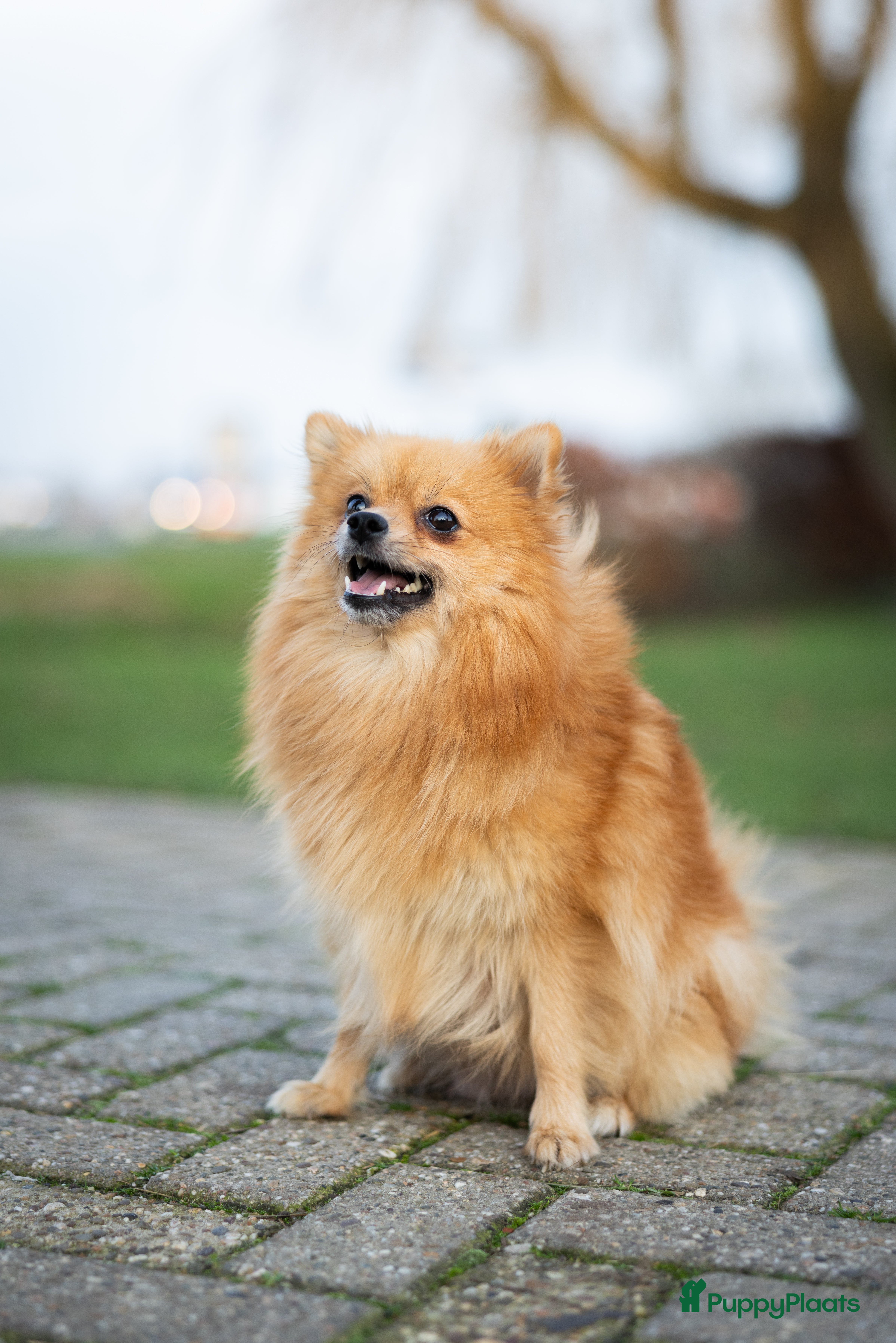 Pomeriaan honden Knappe Bear face Pomeriaan pups - Advertentie 2