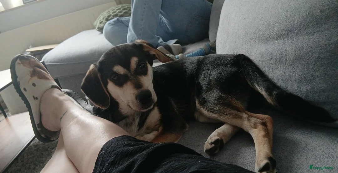 Kruising honden ter adoptie: Te koop kruising - Advertentie 5