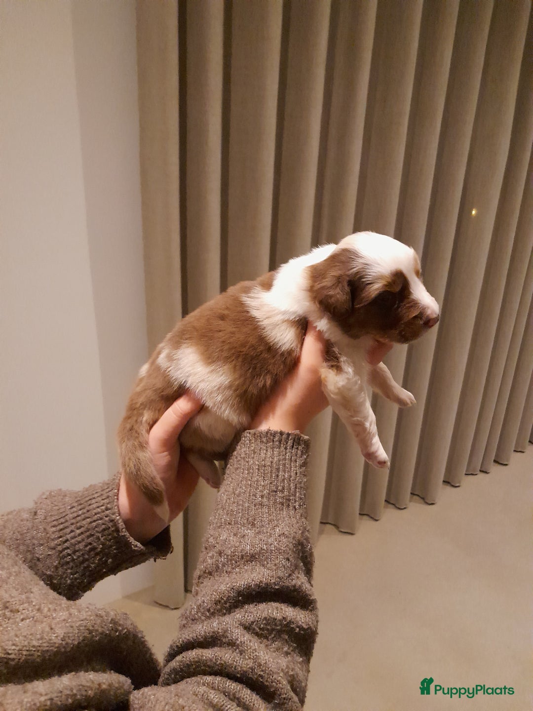 Australian Shepherd honden te koop: Lieve raszuivere australian shepherd pups  - Advertentie 27