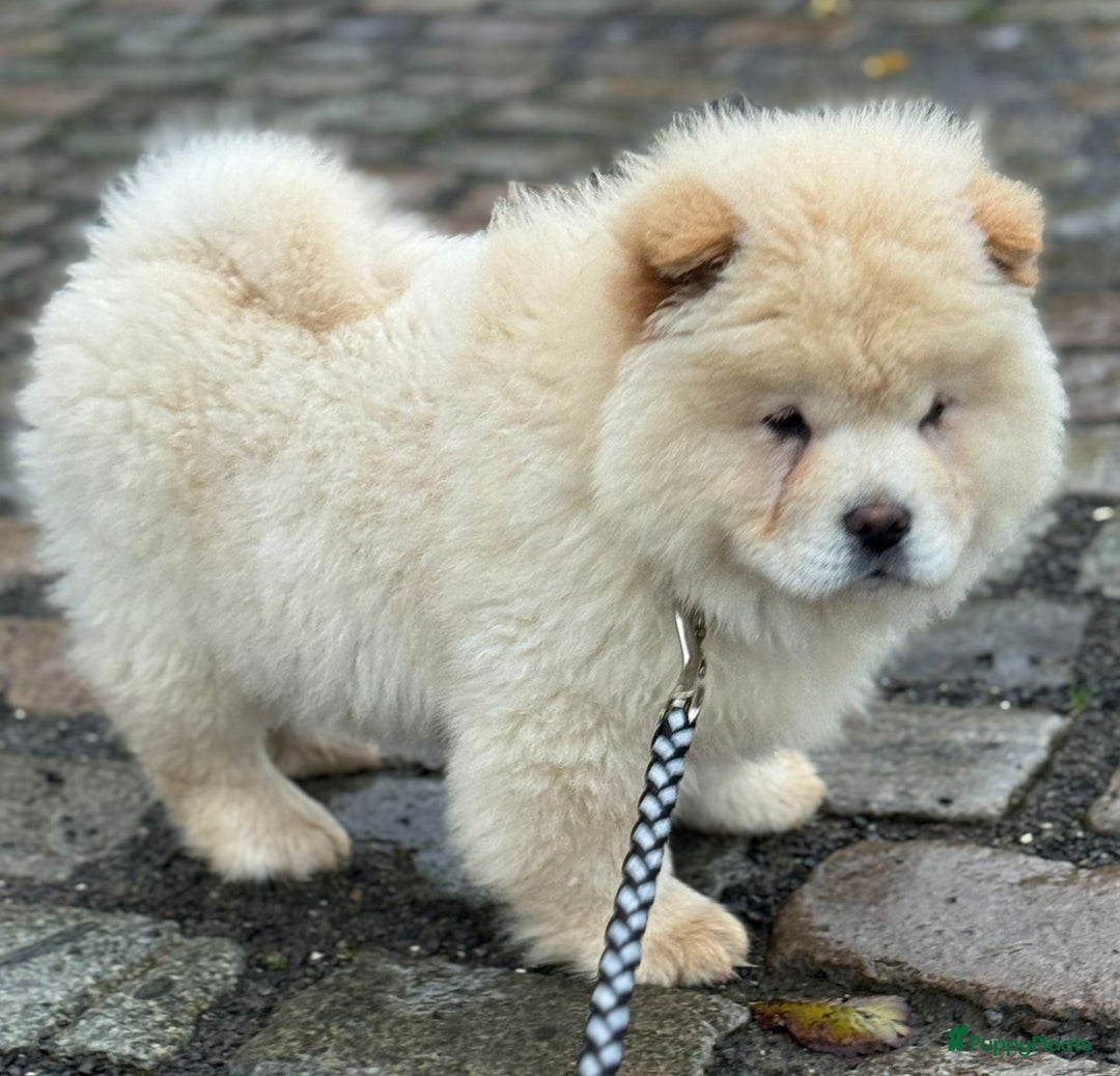Chow Chow honden te koop: Chow chow pup - Advertentie 5