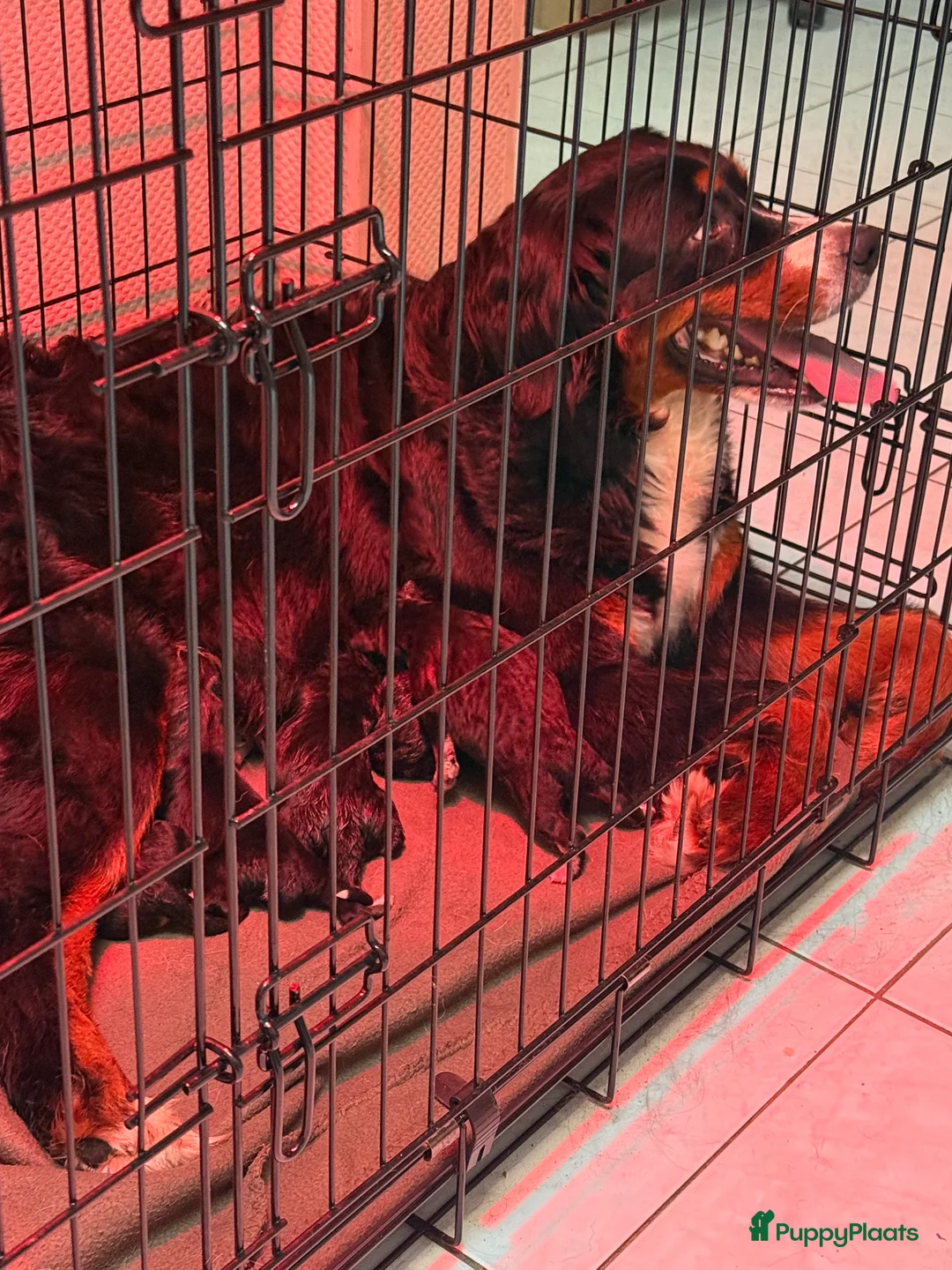 Kruising honden te koop: Pracht pups bernsky - Advertentie 2