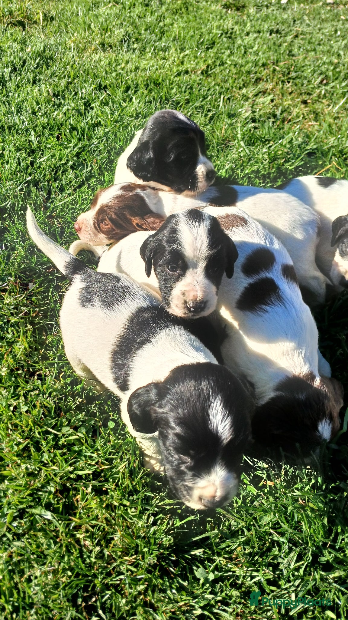 Engelse Springer Spaniel honden Engelse Springer Spaniel pups met stamboom - Advertentie 1