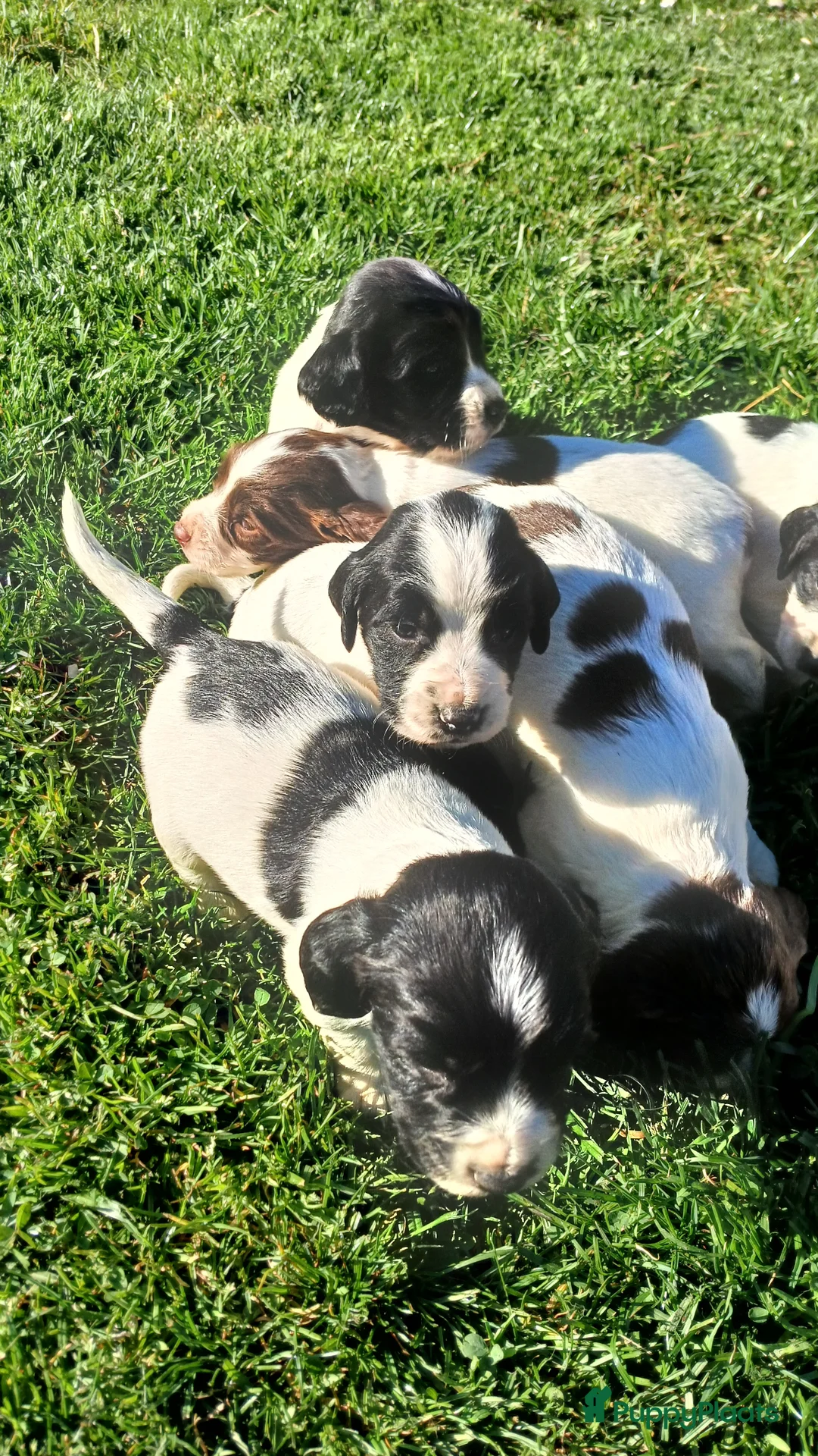 Engelse Springer Spaniel honden te koop: Engelse Springer Spaniel pups met stamboom - Advertentie 1