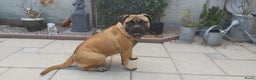 Bullmastiff honden te koop: ## VERWACHT Bullmastiff pups ## - Advertentie 3