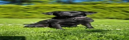 Labrador Retriever honden te koop: Labrador retriever pups zwart  - Advertentie 1