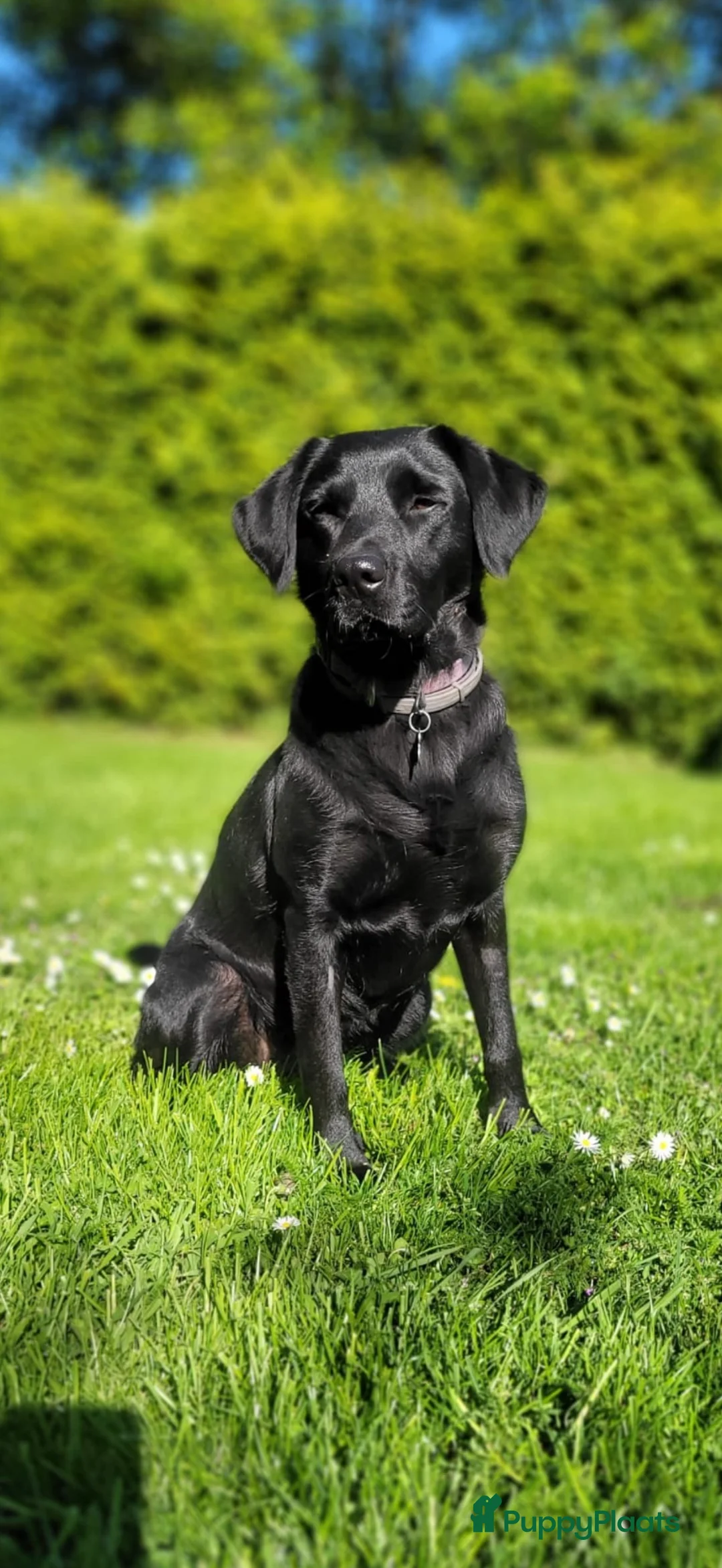 Labrador Retriever honden te koop: Labrador retriever pups zwart  - Advertentie 1