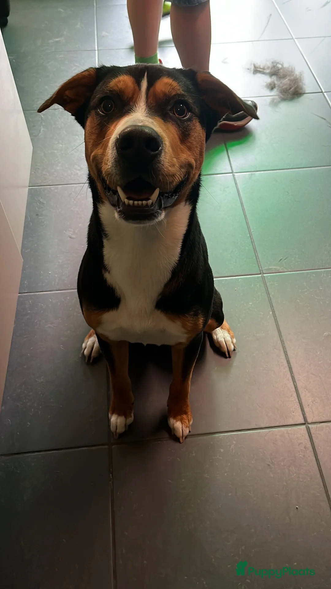 Kruising honden ter dekking: dekreu beschikbaar Appenzeller x Amstaff (2 jaar) - Advertentie 4