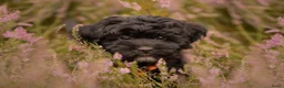 Kruising honden ter dekking: Uitgebreid geteste Boompoo dekreu  - Advertentie 8