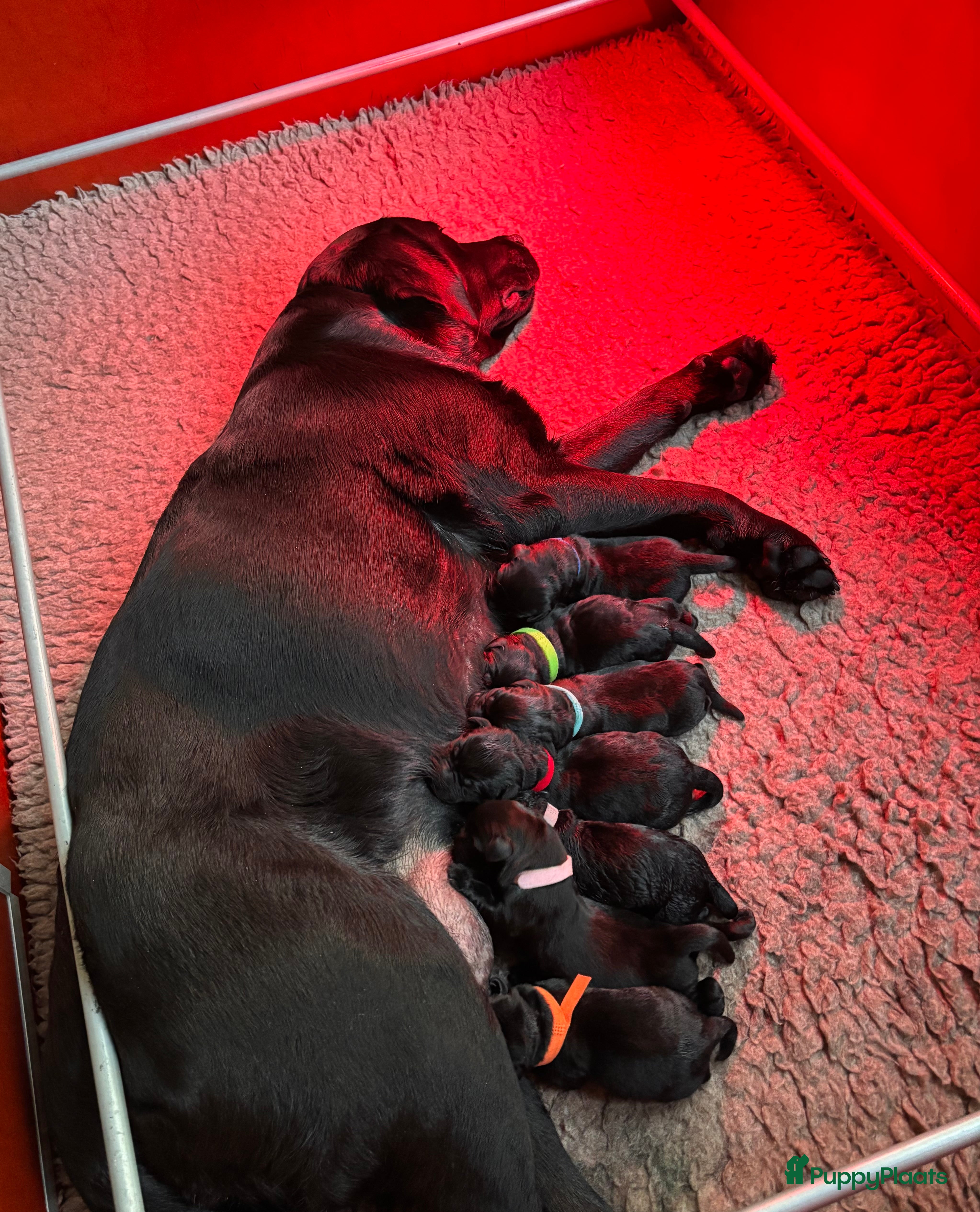 Labrador Retriever honden Zwarte Labradorpups beschikbaar - Advertentie 2