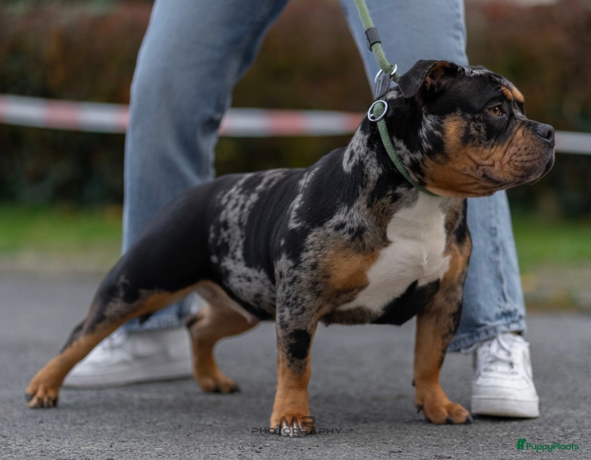Amerikaanse Bully honden American Bully pocket pup verwacht  - Advertentie 2