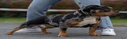 Amerikaanse Bully honden te koop: American Bully pocket pup verwacht  - Advertentie 2
