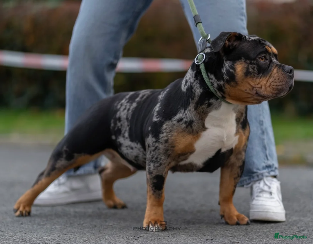Amerikaanse Bully honden te koop: American Bully pocket pup verwacht  - Advertentie 2